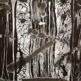 Spiders from Mars